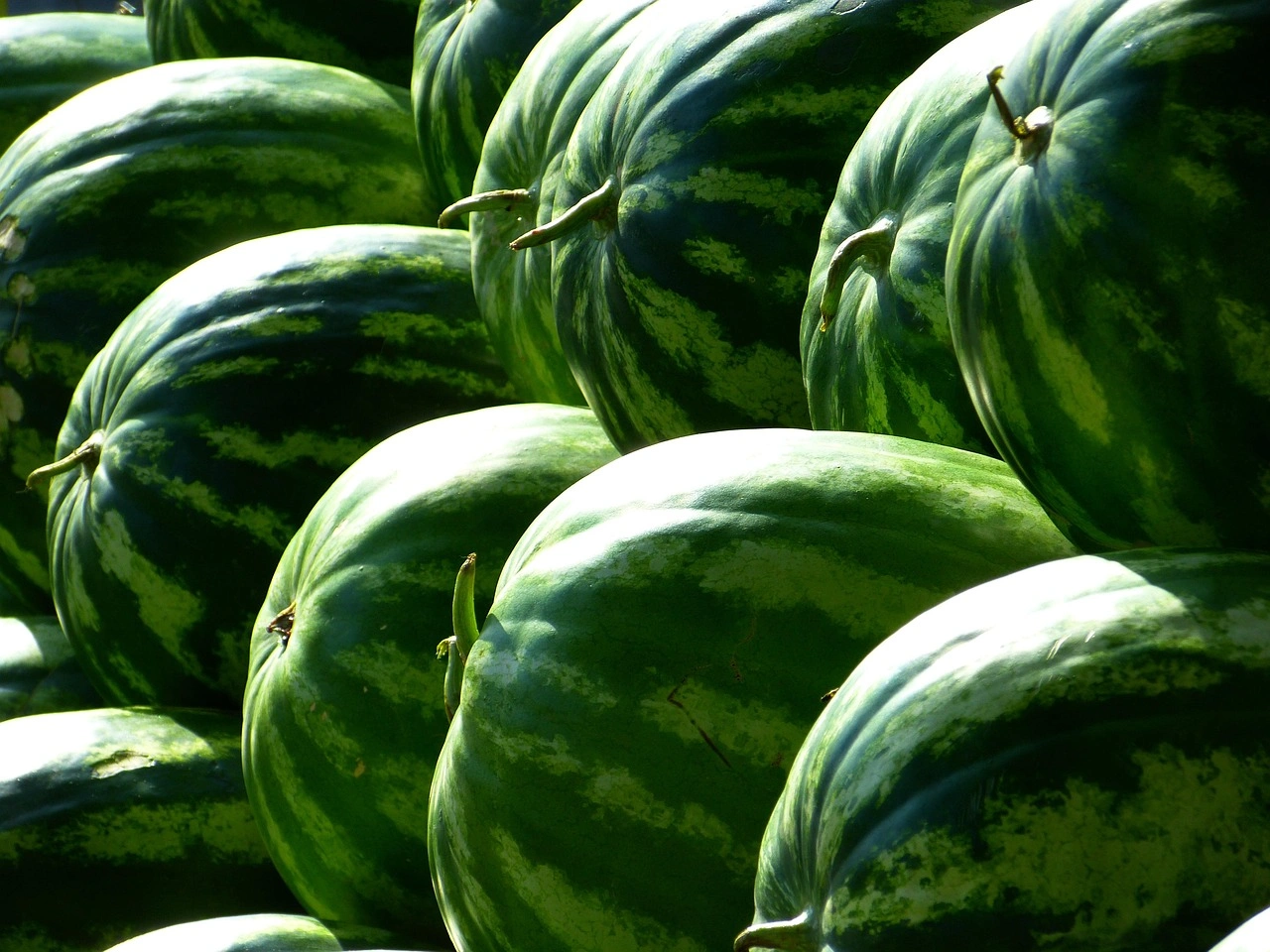 Fresh Vegetables